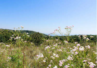 Alergias primaverales: causas, síntomas y remedios naturales con plantas medicinales image