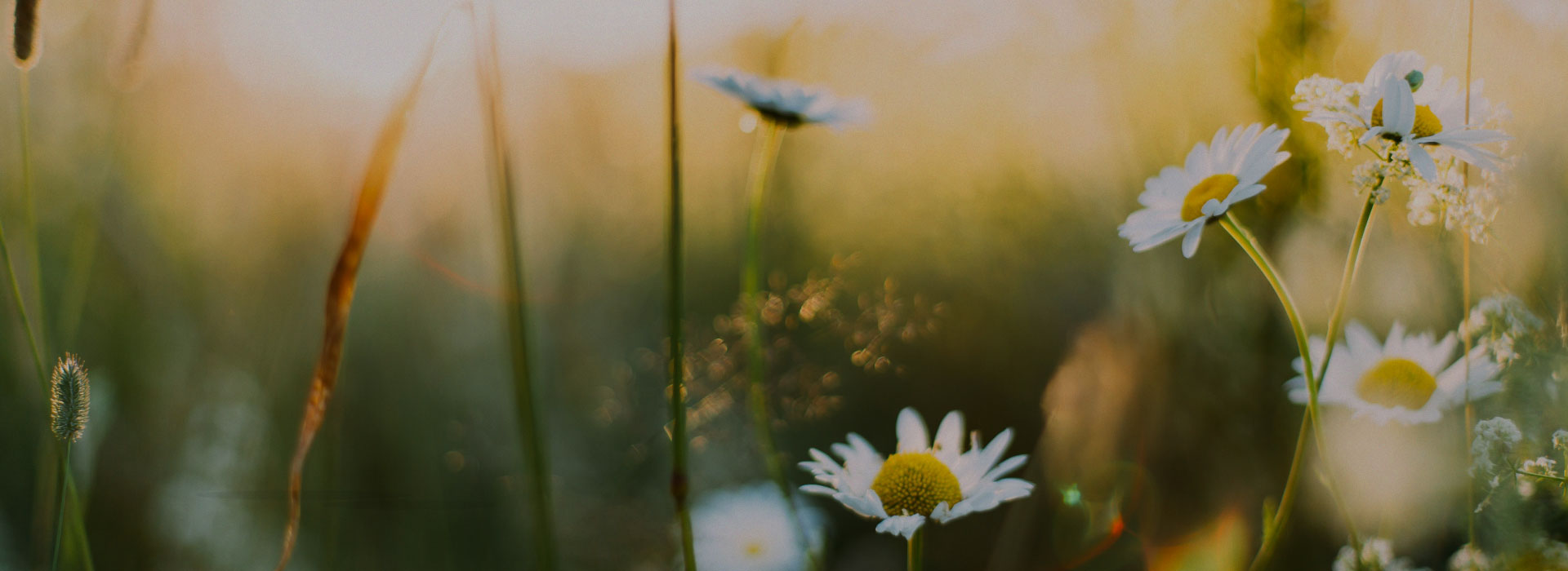 TISANAS HERBALES image